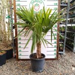 Palma konopná (Trachycarpus fortunei) - výška kmeňa 20-30 cm, celková výška 100-120 cm, kont. C18L (-17°C) 